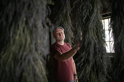 Mark Ponchak, a lavender farmer in McConnellsville, OH, with his drying lavender in the attic of his brotherâs brewery on November 6, 2023.